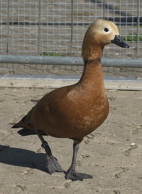 吸引了大量